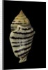 Strombus fasciatus elegans by Anonymous
