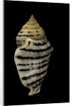 Strombus fasciatus elegans by Anonymous
