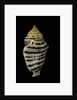 Strombus fasciatus elegans by Anonymous