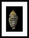 Strombus fasciatus elegans by Anonymous