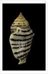 Strombus fasciatus elegans by Anonymous