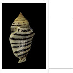 Strombus fasciatus elegans by Anonymous