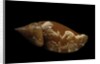 Strombus fragilis by Anonymous