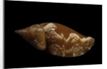 Strombus fragilis by Anonymous