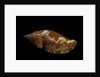 Strombus fragilis by Anonymous