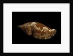 Strombus fragilis by Anonymous