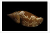 Strombus fragilis by Anonymous