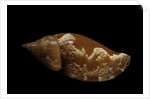 Strombus fragilis by Anonymous