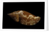 Strombus fragilis by Anonymous