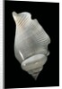 Strombus gibberulus albus by Anonymous