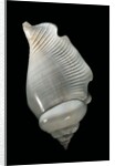 Strombus gibberulus albus by Anonymous