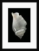 Strombus gibberulus albus by Anonymous
