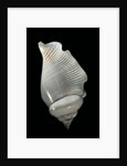 Strombus gibberulus albus by Anonymous