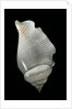 Strombus gibberulus albus by Anonymous