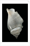 Strombus gibberulus albus by Anonymous