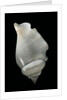 Strombus gibberulus albus by Anonymous