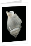 Strombus gibberulus albus by Anonymous