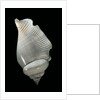 Strombus gibberulus albus by Anonymous