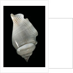 Strombus gibberulus albus by Anonymous