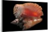 Strombus gigas by Anonymous