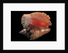Strombus gigas by Anonymous