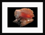 Strombus gigas by Anonymous