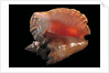 Strombus gigas by Anonymous