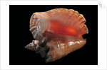 Strombus gigas by Anonymous