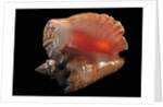 Strombus gigas by Anonymous