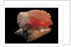 Strombus gigas by Anonymous