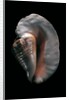 Strombus goliath by Anonymous