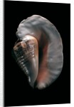 Strombus goliath by Anonymous