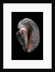 Strombus goliath by Anonymous