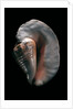 Strombus goliath by Anonymous