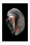 Strombus goliath by Anonymous