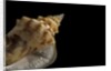 Strombus granulatus by Anonymous