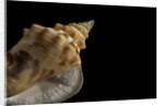 Strombus granulatus by Anonymous