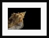 Strombus granulatus by Anonymous