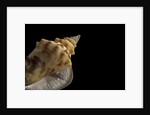 Strombus granulatus by Anonymous