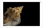 Strombus granulatus by Anonymous