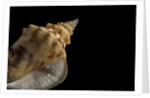 Strombus granulatus by Anonymous