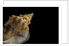 Strombus granulatus by Anonymous