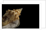 Strombus granulatus by Anonymous
