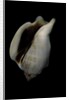 Strombus kleckamae boholensis by Anonymous