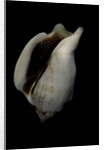 Strombus kleckamae boholensis by Anonymous