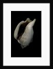 Strombus kleckamae boholensis by Anonymous