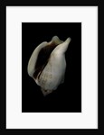 Strombus kleckamae boholensis by Anonymous