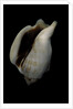 Strombus kleckamae boholensis by Anonymous