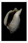 Strombus kleckamae boholensis by Anonymous
