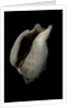 Strombus kleckamae boholensis by Anonymous